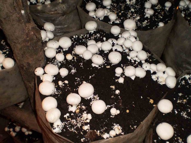 Cultivo de cogumelos em sacos
