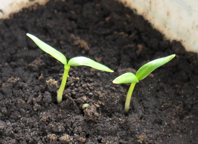 Cultivar sementes de batata e cuidar de mudas