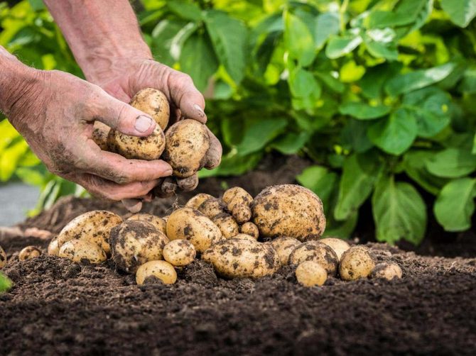 Como cultivar batatas a partir de sementes