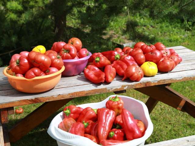 remédios populares para alimentar mudas de tomate