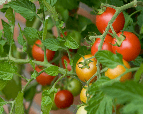 nutrire le piantine di pomodoro e peperone con rimedi popolari