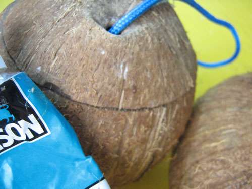 master class maracas à la noix de coco