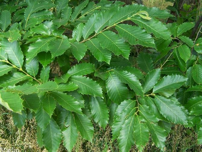 Listovi kestena imaju jedinstven oblik, vrlo lijepi