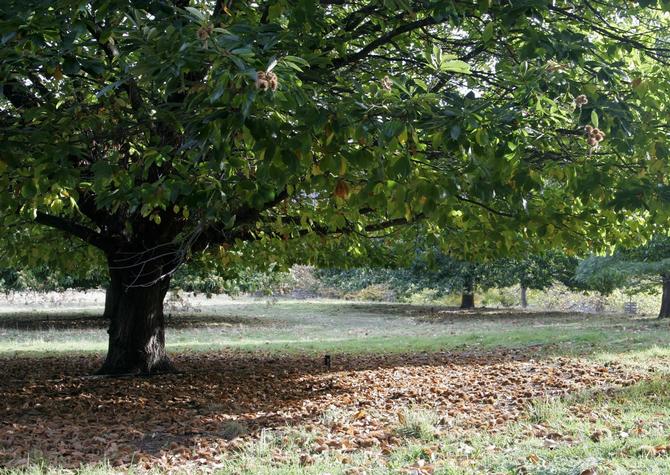 Američki kesten - popularno stablo parka