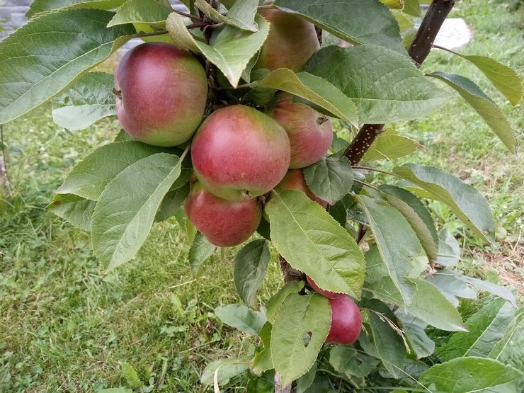 Variedades de inverno de maçã colunar