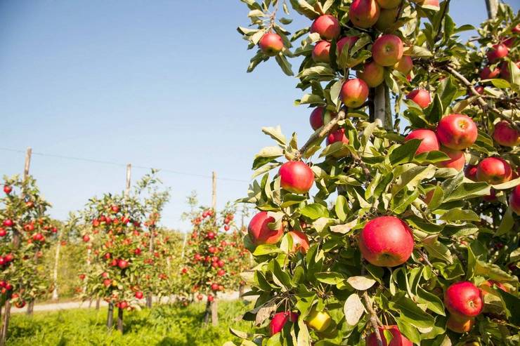 As melhores variedades de maçã colunar para a região de Moscou