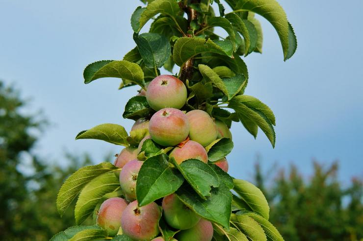 As melhores variedades de maçã colunar para a Sibéria