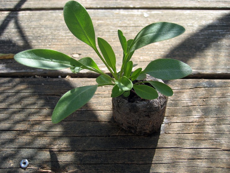 Uzgoj koreopsisa iz sjemena