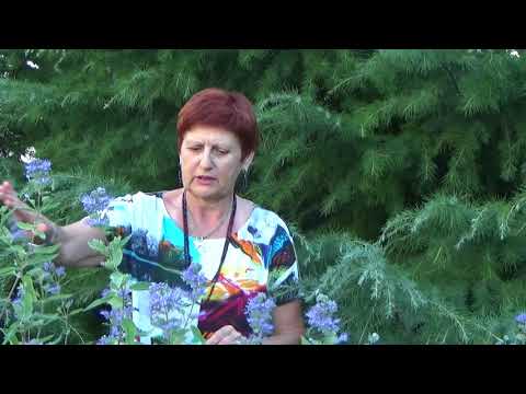 Mirisna mačja metvica - začin i ukras cvjetnjaka