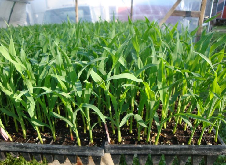 Uzgoj sadnica kukuruza