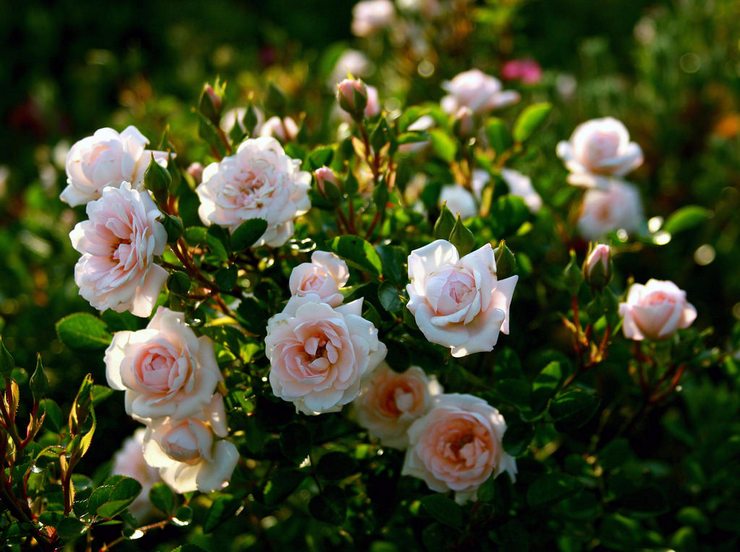 Rose ad arbusto: piantare e curare in pieno campo, crescere in giardino