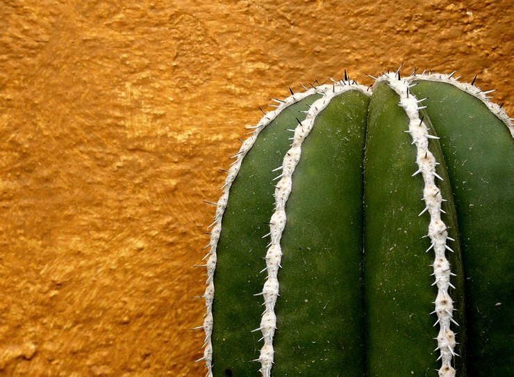 Kaktus lemarocereus