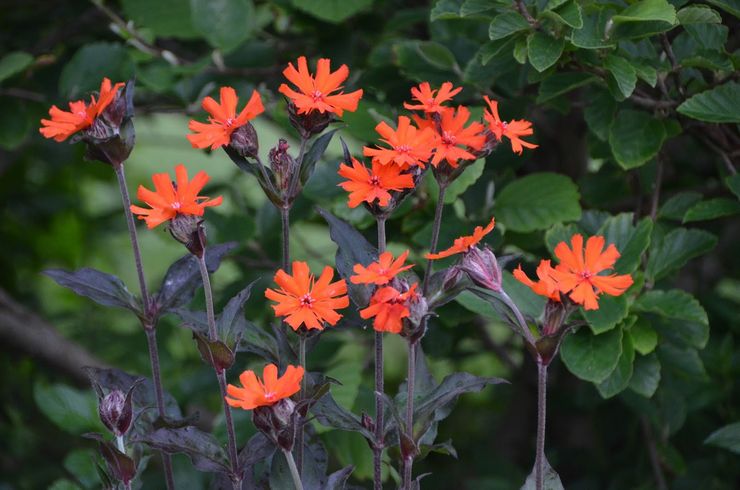 Lychnis Arkwright
