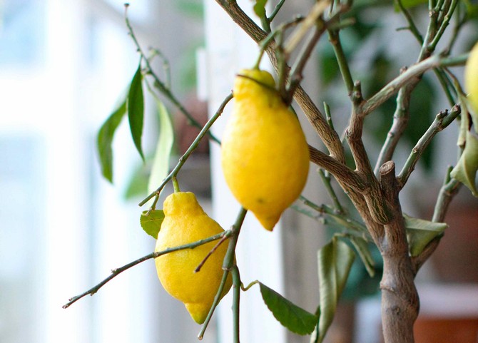Dicas e sutilezas para criar limão de uma ksotochka