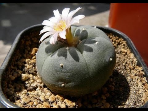 Peyote Report (premières vidéos) 03 : Blooming. Pollinisation. Transfert