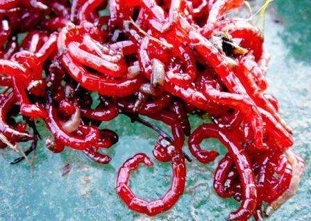 O verme vermelho é considerado uma das iscas mais comuns desse tipo para a captura de poleiro no inverno.