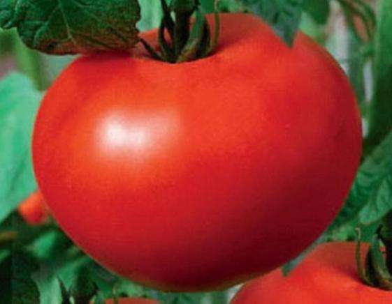 Sorta rajčice 