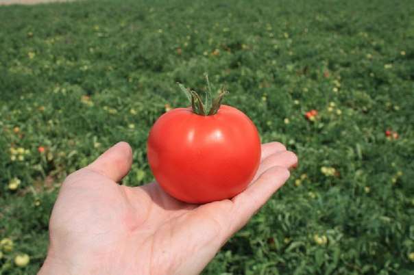 Što je veća žetva, to bolje, jer se rajčica sadi radi količine. Mikroklima koja se stvara u stakleniku također može utjecati na prinos.