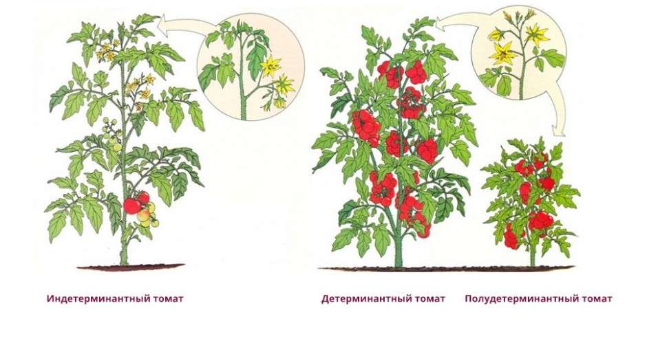 Na temelju toga se sve sorte rajčice konvencionalno dijele u dvije skupine: neodređene, determinante.