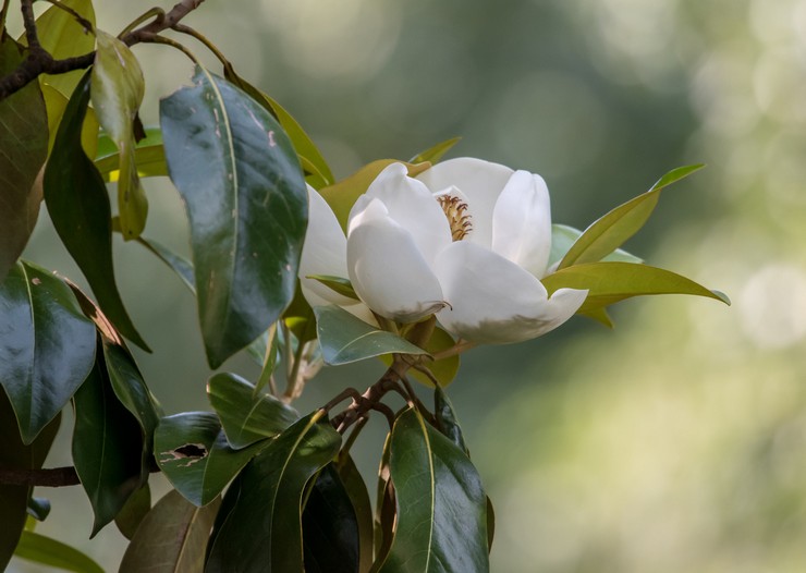 Types et variétés de magnolia