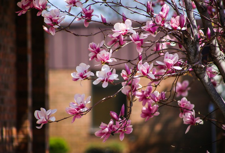 Magnolia - plantation et entretien à l'extérieur. Cultiver un magnolia, méthodes de sélection. Description, types. photo