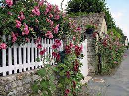 Sadnju temeljca ruže u ljetnikovcu treba provoditi po toplom vremenu, kad su već prošli svi jesenski mrazevi.