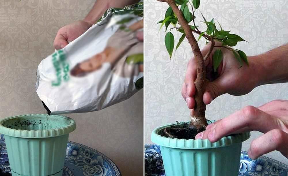 Svoje bonsaje budete musieť na jar každý rok presádzať pomocou bežnej pôdy. Transplantácia je sprevádzaná prerezaním koreňového systému, fikus to toleruje veľmi dobre, hlavnou vecou nie je robiť to radikálne