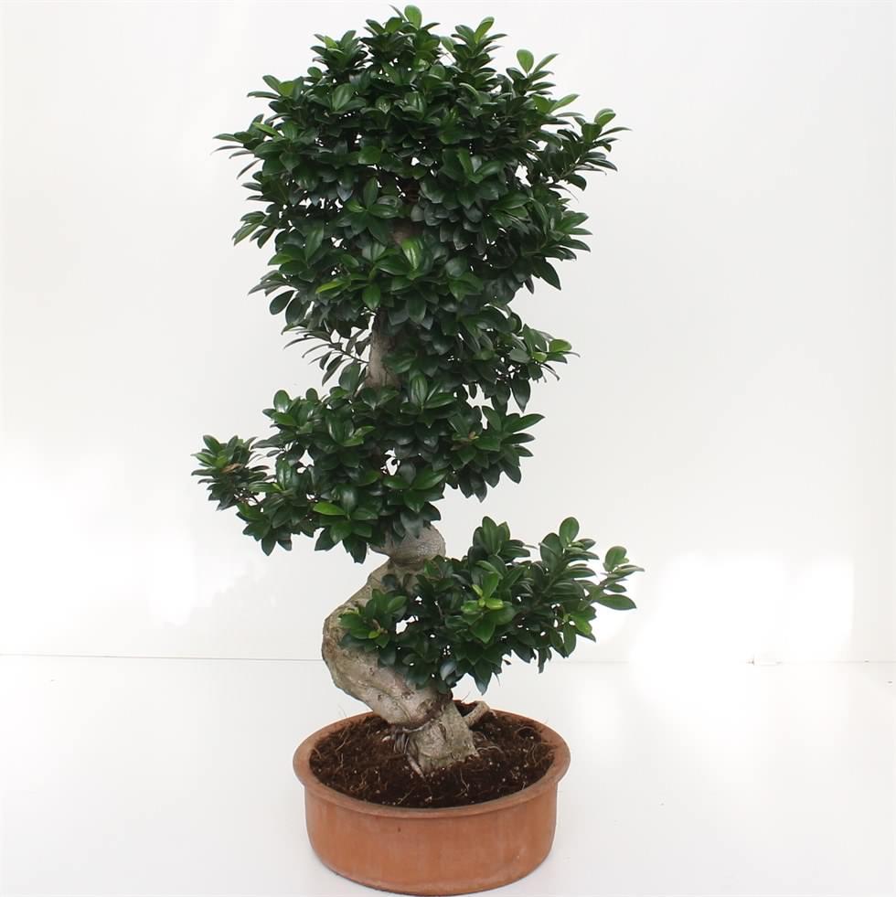 Rovnako ako všetky fikusy, aj bonsai vyrobené z ficus ženšenu milujú každodennú úpravu, jasné a dlhé svetlo a teplo. V zime budete musieť predĺžiť denné hodiny o 4-6 hodín