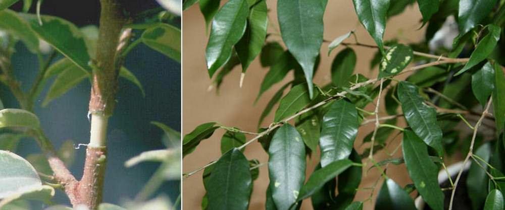Na listoch väčšiny typov bonsai trpasličích fikusov sú špeciálne špicaté chĺpky, z ktorých stekajú kvapôčky vody. Veľkosť listov sa pohybuje od 2 do 50 cm na dĺžku