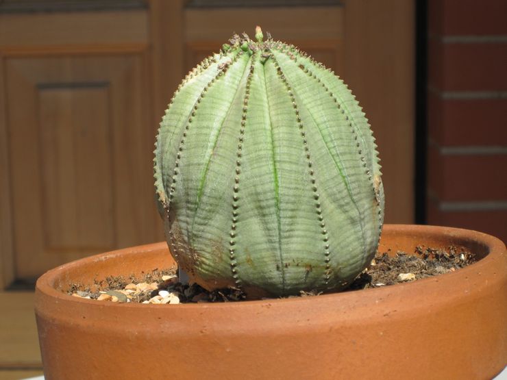 Euphorbia pretila ili debeljuškasta