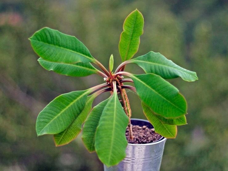 Biljka Euphorbia