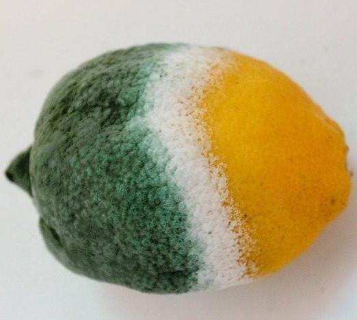 Vôňa pokazeného citrónu nedovolí nezvaným hosťom ovládnuť skrinku vašej kuchyne