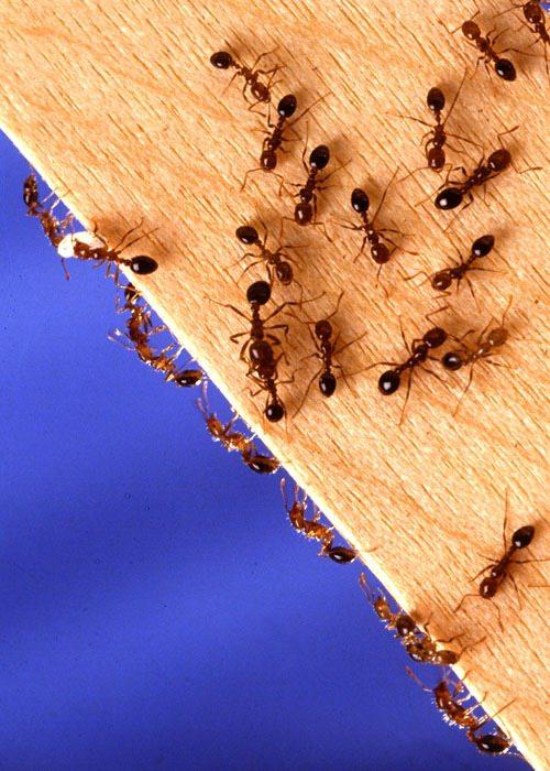 Okrem toho, že mravce prispievajú k kazeniu potravín, môžu byť stále nebezpečné pre zdravie ostatných.
