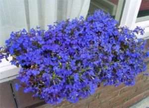 Lobelia. Esta planta tem a mais rica paleta de cores do azul claro ao rico f