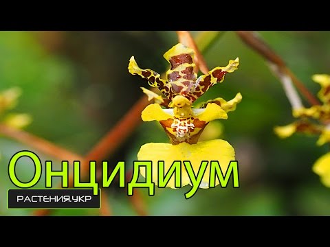 Vrsta orhideje / Oncidium Orchid
