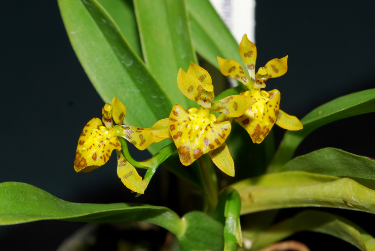 Oncidium - njega u kući. Uzgoj oncidium orhideja, presađivanje i razmnožavanje. Opis. Fotografija