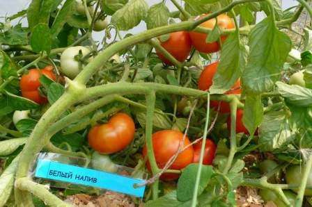 Prema opisu sorte rajčice Bijeli nadjev, ima gustu ljusku otpornu na pucanje.