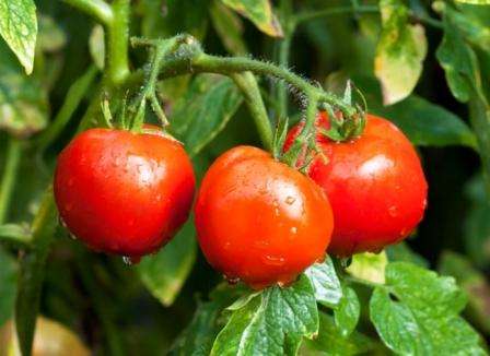 Prema vrtlarima, ova se rajčica može nazvati jednom od najbolje uzgojenih u doba sovjetske selekcije 60 -ih.