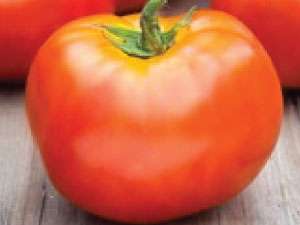 O karakteristikama bijelog nadjeva od rajčice teško je suditi samo po izgledu i fotografiji, pa je najbolje pročitati opis