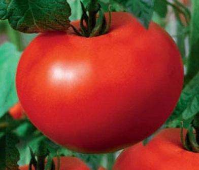 Punjenje bijelim rajčicama: karakteristike i opis sorte, pregledi vrtlara
