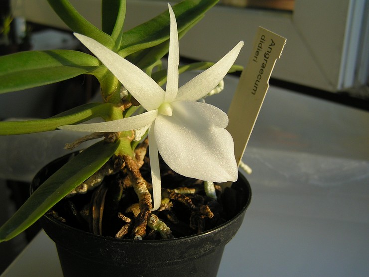 Prendre soin de l'orchidée Angrekum à la maison