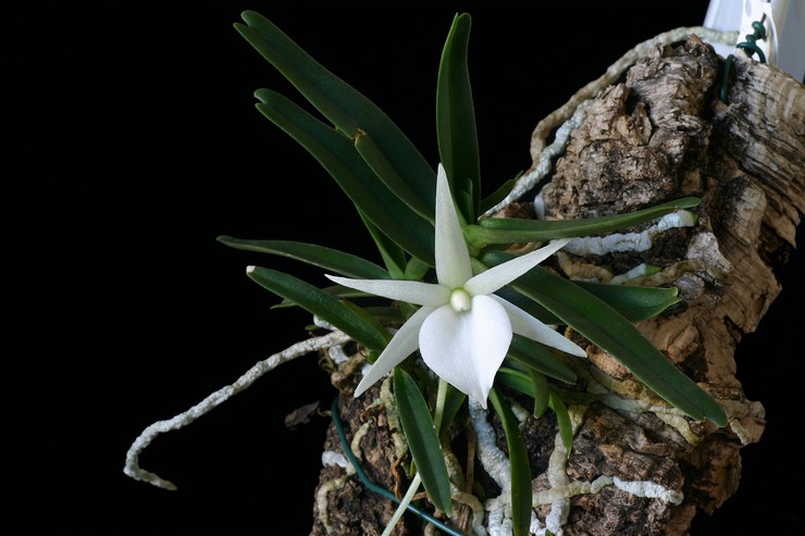 Orchidée Angrekum