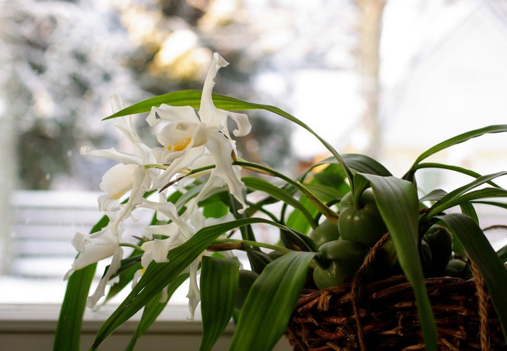 Cuidando da orquídea cellogin em casa