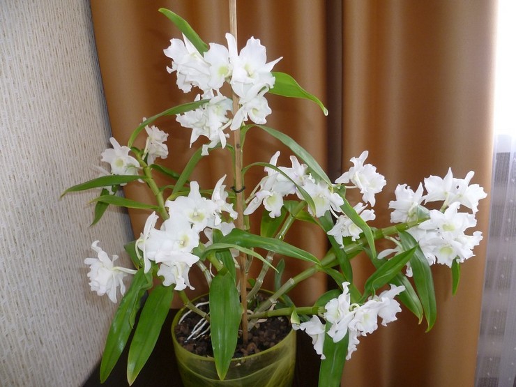 Orquídea de Cellogin