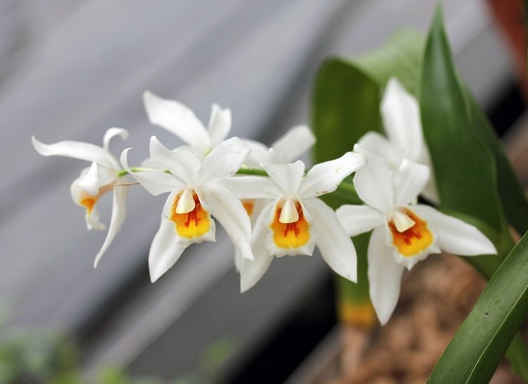 Orquídea de Cellogin