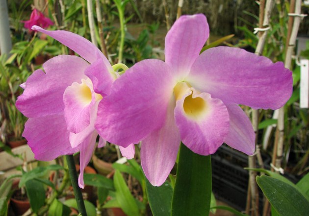 É muito importante escolher o local certo para a orquídea.