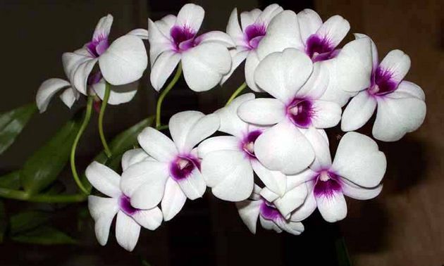 orquídea desta subespécie não tolera umidade excessiva do solo
