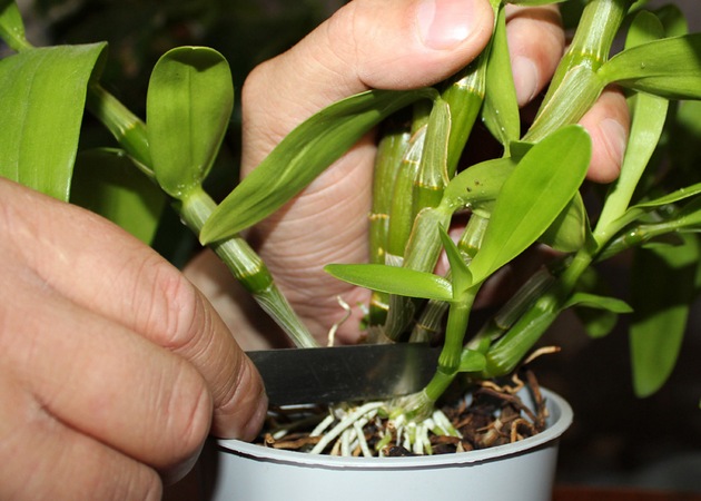 A cobertura é um pré-requisito para manter a orquídea nobre.