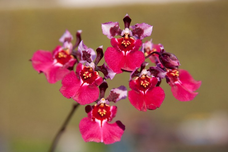 Descrição das orquídeas tolumnea