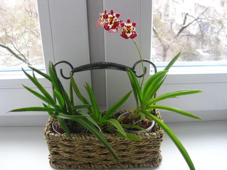 Cuidados com orquídeas Tolumnia em casa